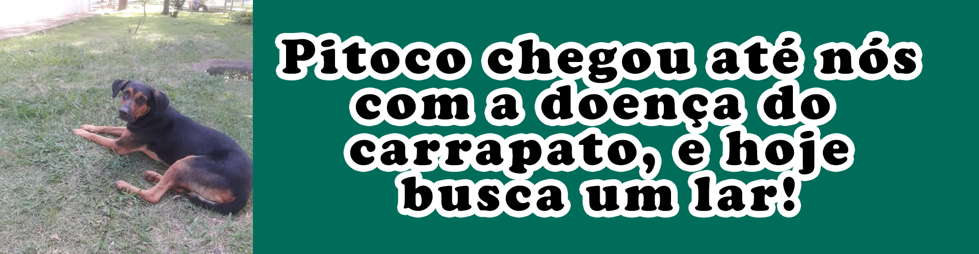 Pitoco Banner